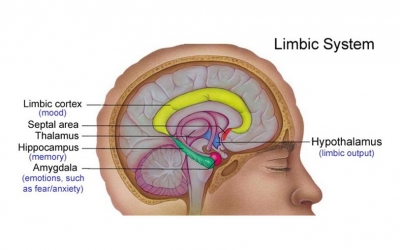 Trauma dan Penyembuhannya dari Perspektif Hipnoterapi Klinis dan Neurosains